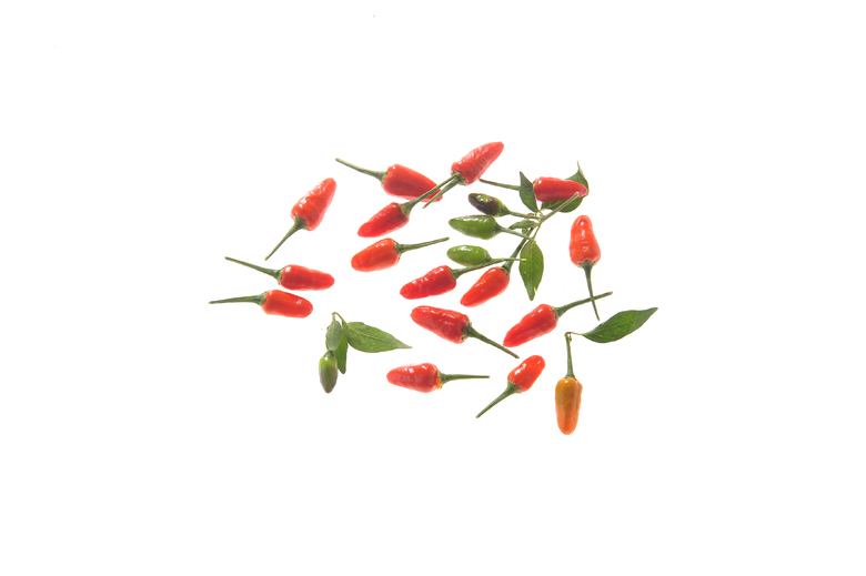 Wilder Chili - CAP 1445