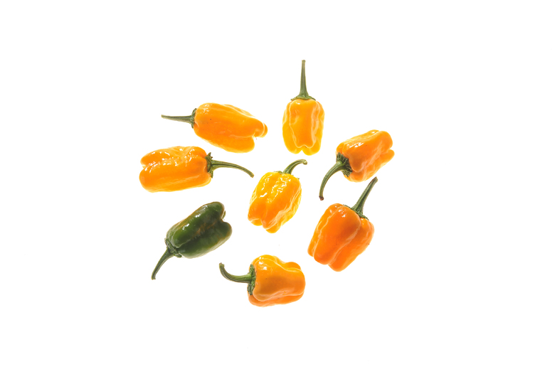 Habanero Orange Devil