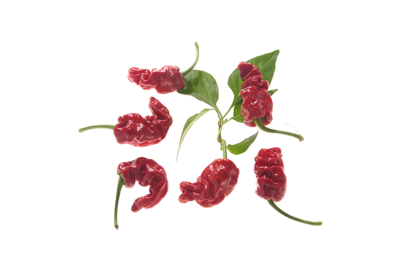 Chinesischer Runzelhautchili