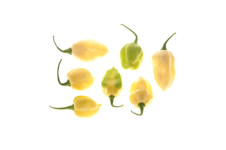 Fatalii White