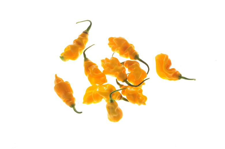 Goronong Yellow