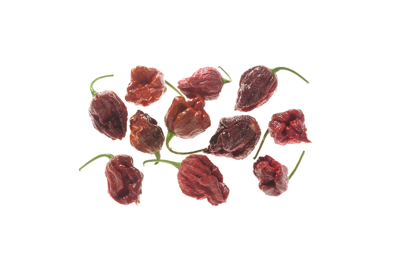 Chocolate Moruga SLP