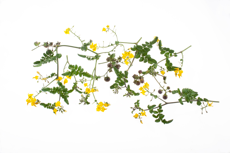 Wildtomate Glandulosum