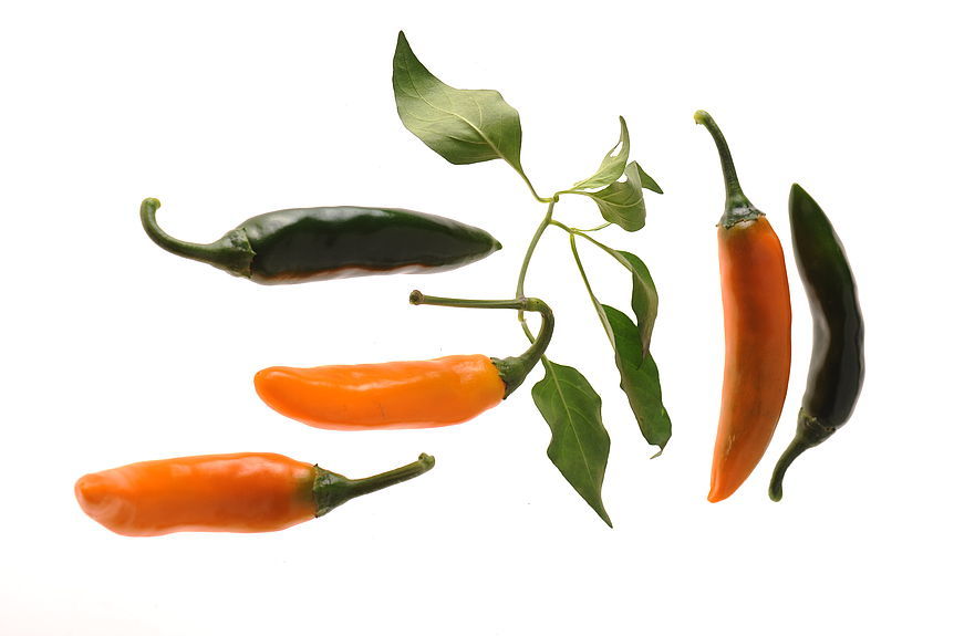 Golden Cayenne