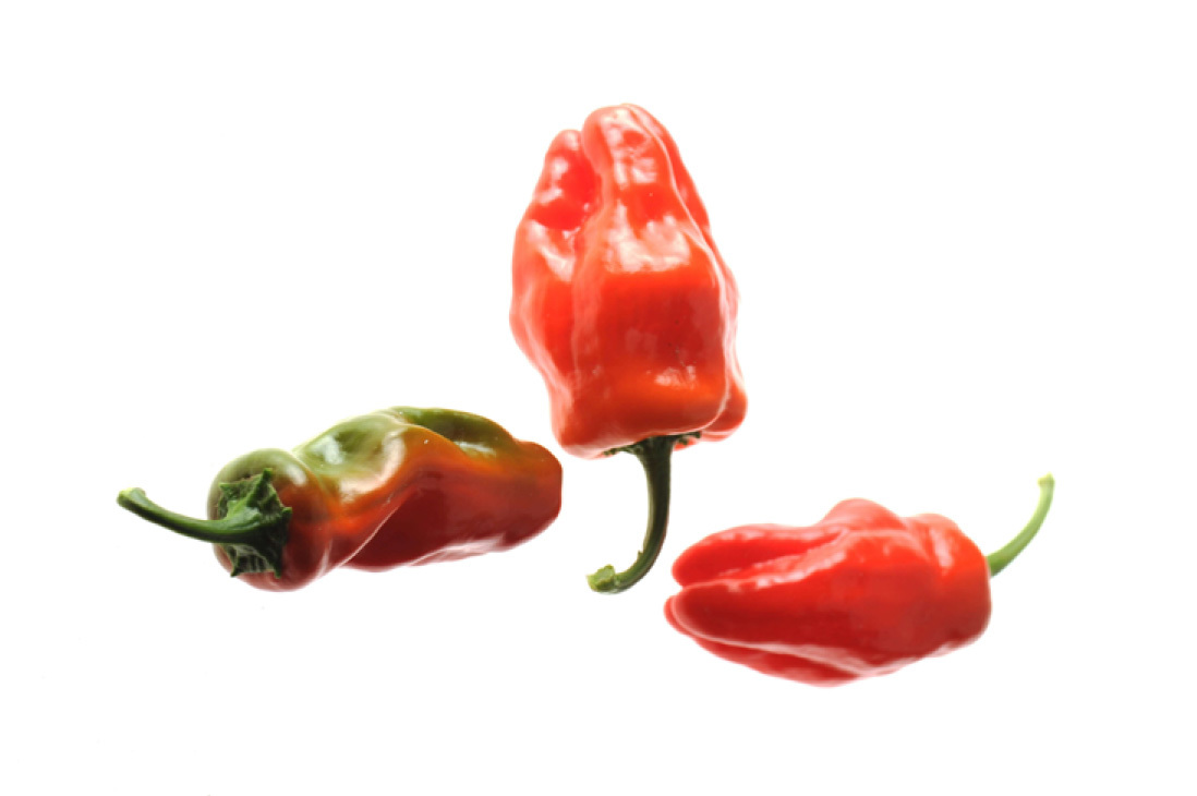 Pimento de Padron