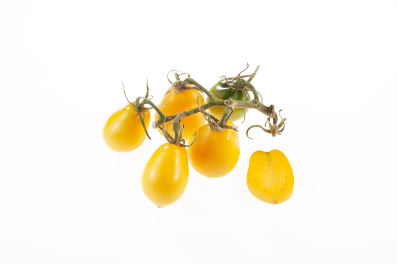 Cheesmanii (begrenzt)