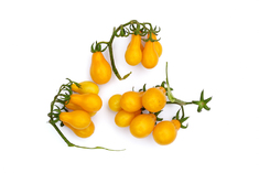 Beam’s Yellow Pear (Busch)
