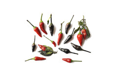 Black Scorpions Tongue