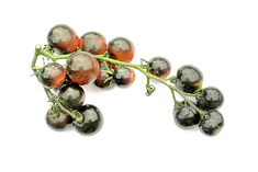 Blue Berry