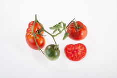 Tomate M5