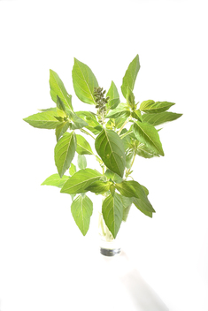 Tulsi Mtulé à Feuilles Lisses