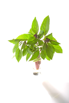 Thailandais a petites feuilles