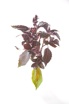 Tulsi Krishna