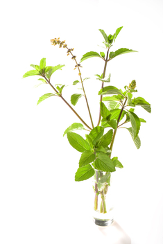 Tulsi Kapura