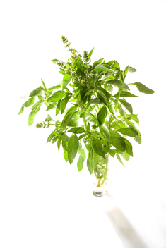 Citron A Petit Feuilles