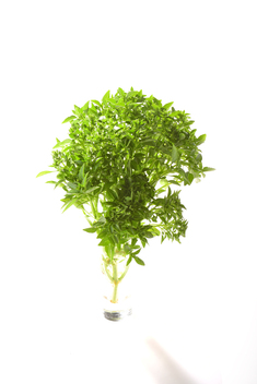 Griechisches Buschbasilikum - Grec