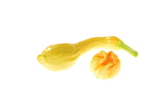 Pop Corn/ Rugosa Friulana