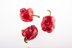 Tendre de Châteaurenard