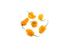 Habanero Gambia Orange