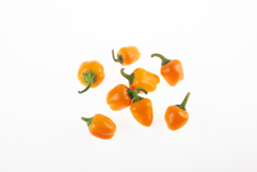 Miniature Yellow Bell