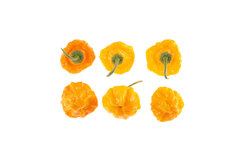 Jamaican Scotch Bonnet TFM