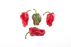 Criolla de Coccina