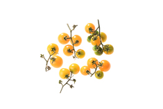 Hawaiian Orange Cherry