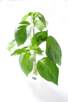 Tulsi Vana