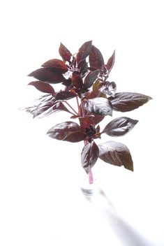Genovese Rot