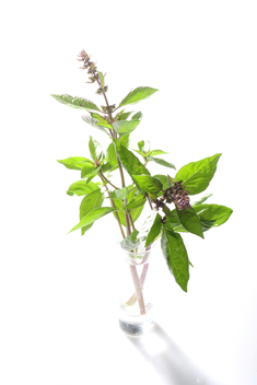 Andalusisches Basilikum