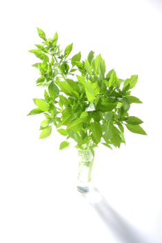 Fino Verde