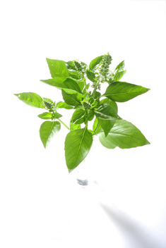 Britisches Basilikum