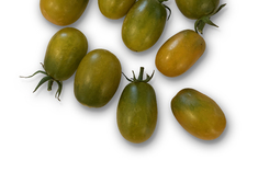 Dino Egg Green