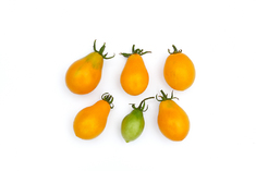 Fargo Yellow Pear (Busch)
