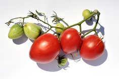 Italienisches Ochsenherz