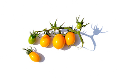 Barry's Crazy Cherry