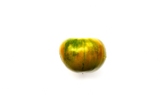 Orangegrünes Zebra