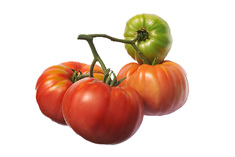 Roza Paradajz Mikulic