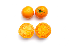 Russian Persimmon