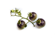 Wildtomate Glandulosum