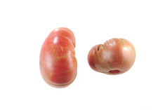 Brandywine off the Vine (OTV)