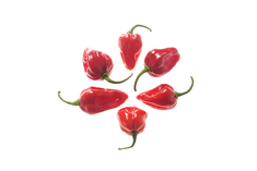 Antillais Caribbean Habanero