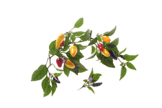 Chinese Five Color (Büschel)