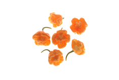 Bahamian Goat Pepper