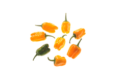 Habanero Orange Devil