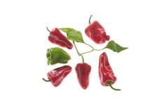 Türkischer Gewürzpaprika