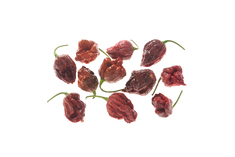 Chocolate Moruga SLP