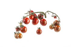 Black Striped Cherry