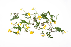 Wildtomate Glandulosum