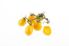 Cheesmanii (begrenzt)